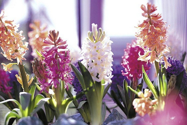 Trang trí khung cửa sổ, điều không thể thiếu khi bạn muốn decor lại căn nhà của mình - ảnh 16 Trang trí khung cửa sổ, điều không thể thiếu khi bạn muốn decor lại căn nhà của mình - ảnh 16