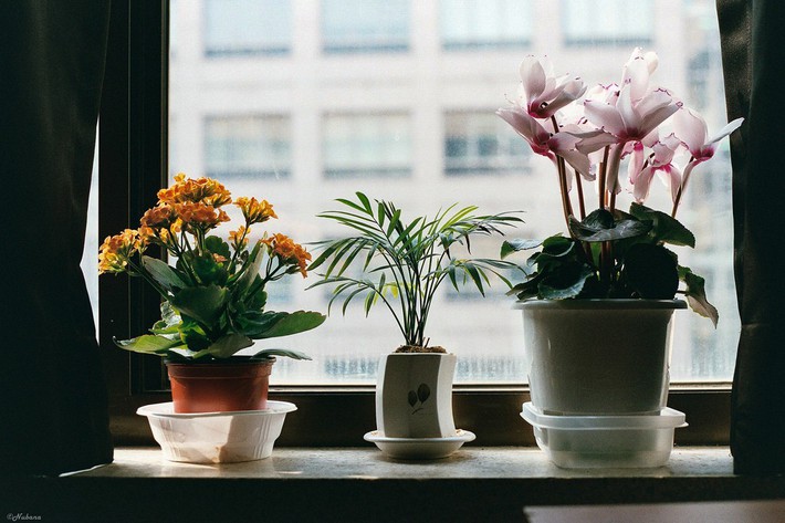 Trang trí khung cửa sổ, điều không thể thiếu khi bạn muốn decor lại căn nhà của mình - ảnh 3 Trang trí khung cửa sổ, điều không thể thiếu khi bạn muốn decor lại căn nhà của mình - ảnh 3